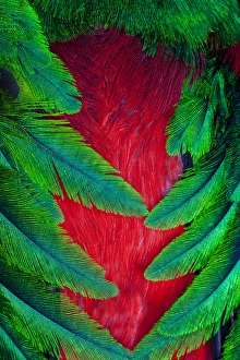 Breast and Wing Feather design of the Resplendent Quetzal Breast and Wing Feather design of the Resplendent Quetzal