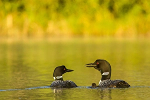 Breeding pair of common loons with newborn chick on Beaver Lake near Whitefish, Montana Breeding pair of common loons with newborn chick on Beaver Lake near Whitefish, Montana