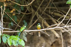 A breeding pair of green-tailed jacamars rest together along a river in the Brazilian Pantanal A breeding pair of green-tailed jacamars rest together along a river in the Brazilian Pantanal