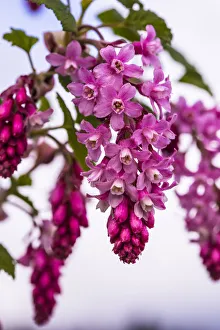 Bremerton, Washington. Large, cascading, cluster of pink and red-flowering current Bremerton, Washington. Large, cascading, cluster of pink and red-flowering current