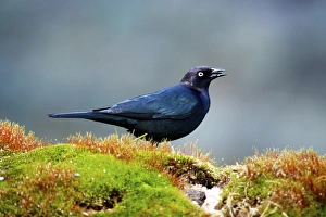 The Brewers blackbird (Euphagus cyanocephalus) is a medium-sized New World blackbird The Brewers blackbird (Euphagus cyanocephalus) is a medium-sized New World blackbird