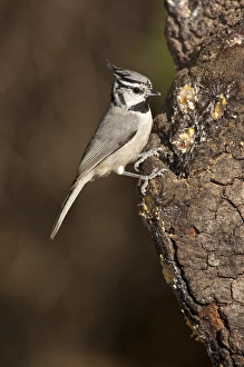 Bridled Titmouse Parus wollweberi South Eastern Arizona Bridled Titmouse Parus wollweberi South Eastern Arizona