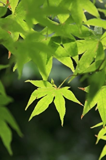 Bright green Japanese Maple trees in their Spring foliage colours at the Ryouan-Ji Temple Bright green Japanese Maple trees in their Spring foliage colours at the Ryouan-Ji Temple