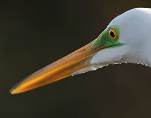 Bright green lores identify a great egret in breeding plumage Bright green lores identify a great egret in breeding plumage