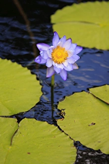 A bright purple water lily on the waters of Lake Barrine, The Atherton Tablelands A bright purple water lily on the waters of Lake Barrine, The Atherton Tablelands