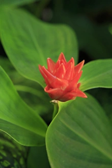 A bright red ginger flower on display at the Cairns Botanic Gardens, far north Queensland A bright red ginger flower on display at the Cairns Botanic Gardens, far north Queensland