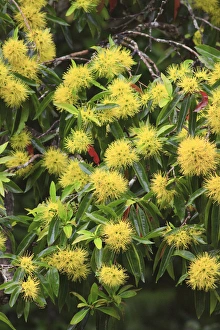 Bright yellow wattle flowers bloom beside the Babinda Creek, an hours drive south of Cairns Bright yellow wattle flowers bloom beside the Babinda Creek, an hours drive south of Cairns