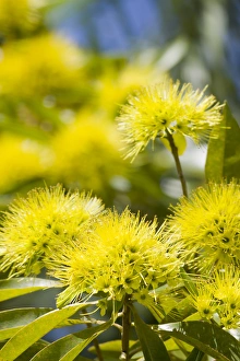A bright yellow wattle tree in suburban Cairns, far north Queensland, Australia A bright yellow wattle tree in suburban Cairns, far north Queensland, Australia
