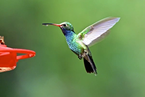 The broad-billed hummingbirds (Cynanthus latirostris) breeding habitat is the The broad-billed hummingbirds (Cynanthus latirostris) breeding habitat is the