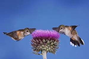 Broad-tailed Hummingbird, Selasphorus platycercus, females in flight feeding on Musk Broad-tailed Hummingbird, Selasphorus platycercus, females in flight feeding on Musk