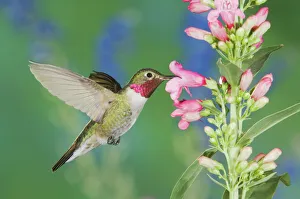 Broad-tailed Hummingbird, Selasphorus platycercus, male in flight feeding on Penstemon flower Broad-tailed Hummingbird, Selasphorus platycercus, male in flight feeding on Penstemon flower