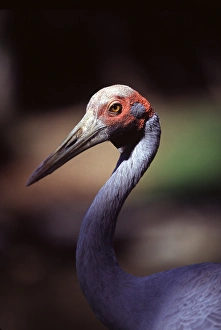 The brolga (Grus rubicunda) is one of Australias species of crane. Port Douglas The brolga (Grus rubicunda) is one of Australias species of crane. Port Douglas