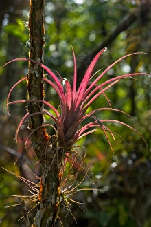 A bromeliad airplant, of the genus Tillandsia, has pineapple-like leaves that seasonally A bromeliad airplant, of the genus Tillandsia, has pineapple-like leaves that seasonally