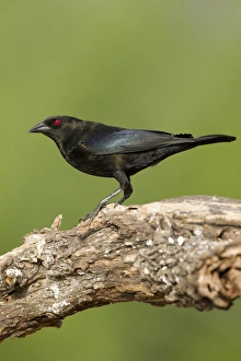 Bronzed Cowbird (Molothrus aeneus) perched, Texas Bronzed Cowbird (Molothrus aeneus) perched, Texas