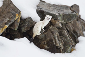 Brooks Range, Arctic National Wildlife Refuge (ANWR), Alaska, a short-tailed weasel Brooks Range, Arctic National Wildlife Refuge (ANWR), Alaska, a short-tailed weasel