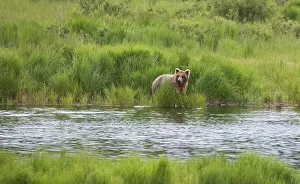 Brown Bear in Brooks River, Katmai National Park, Alaska, USA Brown Bear in Brooks River, Katmai National Park, Alaska, USA