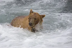 Brown Bear catching salmon at Brooks Falls, Katmai National Park, Alaska, USA Brown Bear catching salmon at Brooks Falls, Katmai National Park, Alaska, USA