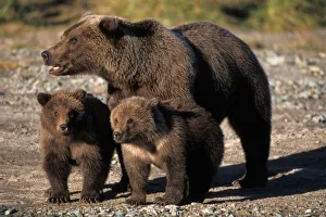 Prints of Brown bear, grizzly bear, sow with cubs looking for fish, Katmai NP, Alaskan peninsula Grizzly Bear Prints: Brown bear sow with cubs Print