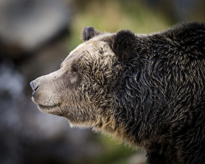 Brown Bear/Grizzly, Ursus arctos, West Yellowstone, MT, MR Brown Bear/Grizzly, Ursus arctos, West Yellowstone, MT, MR