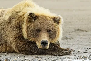 Brown bear resting on the beach, Silver Salmon Creek, Lake Clark National Park, Alaska Brown bear resting on the beach, Silver Salmon Creek, Lake Clark National Park, Alaska
