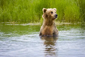 Brown Bear standing on Brooks River, Katmai National Park, Alaska, USA Brown Bear standing on Brooks River, Katmai National Park, Alaska, USA
