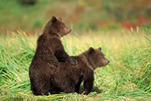 Prints of brown bear, Ursus arctos, grizzly bear, Ursus horribils, pair of cubs along a riverbank, east coast of Katmai National Park, Alaska Grizzly Bear Prints: Brown Bear Print: Grizzly Cubs Along Katmai Riverbank