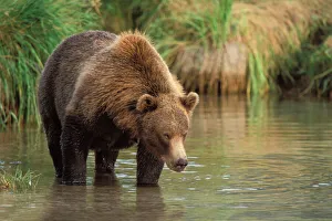 Prints of brown bear, Ursus arctos, grizzly bear, Ursus horribils, fishing for pink salmon, east coast of Katmai National Park, Alaska Grizzly Bear Prints: Brown Bear Fishing for Pink Salmon Print