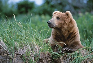 Brown Bear, Ursus arctos, Alaska, Alaska Peninsula, Katmai National Park, Male Boar Brown Bear, Ursus arctos, Alaska, Alaska Peninsula, Katmai National Park, Male Boar