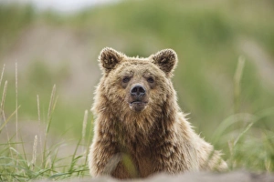 A brown bear walks through dune grass along Maggie beach, near Cape Peirce in Togiak A brown bear walks through dune grass along Maggie beach, near Cape Peirce in Togiak