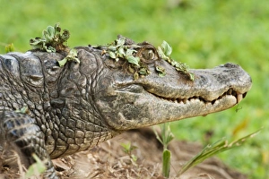 Brown Caiman Brown Caiman