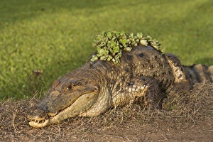 Brown Caiman (Caiman crocodilus fuscus) - subspecies of Caiman crocodilus & Water Lettuce Brown Caiman (Caiman crocodilus fuscus) - subspecies of Caiman crocodilus & Water Lettuce