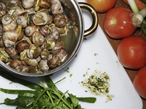 The brown garden snail, widely used in escargot. (MR) The brown garden snail, widely used in escargot. (MR)
