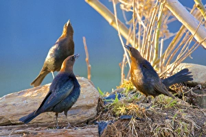The brown-headed cowbird (Molothrus ater) is a small brood parasitic icterid of temperate The brown-headed cowbird (Molothrus ater) is a small brood parasitic icterid of temperate