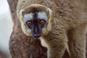 Brown lemur (Eulemur fulvus) in the forest, Perinet Reserve, Toamasina, Madagascar Brown lemur (Eulemur fulvus) in the forest, Perinet Reserve, Toamasina, Madagascar