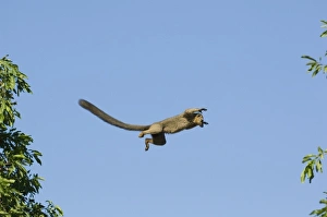 Lemurs Of Madagascar Prints: Brown Lemur, (Eulemur fulvus), Leaping, Berenty Reserve, MADAGASCAR