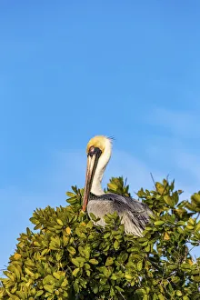 Brown pelican in Ten Thousand Islands National Wildlife Refuge in Everglades National Brown pelican in Ten Thousand Islands National Wildlife Refuge in Everglades National