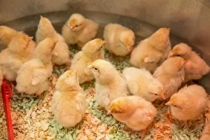 Buff Orpington chicks huddled together under a heat lamp Buff Orpington chicks huddled together under a heat lamp