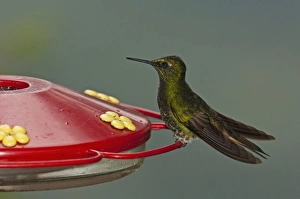 Buff-tailed Coronet(Boissonneaua flavescens) on Feeder, Mindo, Cloud Forest Buff-tailed Coronet(Boissonneaua flavescens) on Feeder, Mindo, Cloud Forest