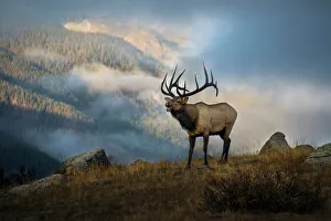 Bugling elk with a Colorado Rocky Mountain misty morning backdrop Bugling elk with a Colorado Rocky Mountain misty morning backdrop