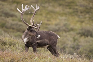 A bull caribou stands on the alpine tundra near the Denali Park road in the Alaska Range A bull caribou stands on the alpine tundra near the Denali Park road in the Alaska Range
