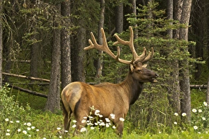 bull elk, Bow Valley Parkway, Banff National Park, Alberta, Canada bull elk, Bow Valley Parkway, Banff National Park, Alberta, Canada