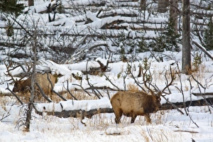 Bull elk feeding in winter in Yellowstone National Park Bull elk feeding in winter in Yellowstone National Park