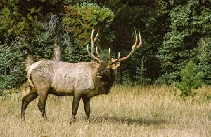 Bull elk with huge rack, Banff National Park, Canada Bull elk with huge rack, Banff National Park, Canada