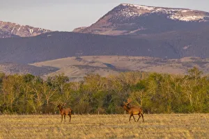Bull elk in velvet along the Rocky Mountain Front near Choteau, Montana, USA Bull elk in velvet along the Rocky Mountain Front near Choteau, Montana, USA