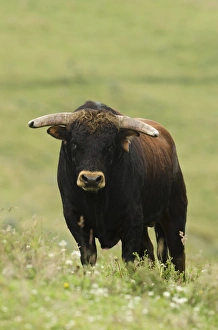 Bull Fighting Bull from Spanish Stock, base of Chimborazo Volcano, Andes, Ecuador Bull Fighting Bull from Spanish Stock, base of Chimborazo Volcano, Andes, Ecuador