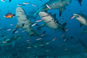Bull Shark (Carcharhinus leucas), Commercial shark feeding, Benga Lagoon, Viti Levu, Fiji Bull Shark (Carcharhinus leucas), Commercial shark feeding, Benga Lagoon, Viti Levu, Fiji