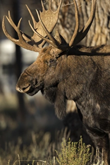 Bull Shiras Moose in campground, Alces alces sherasi, Gros Ventre, Grand Tetons, Wyoming Bull Shiras Moose in campground, Alces alces sherasi, Gros Ventre, Grand Tetons, Wyoming