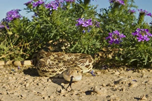 Bull Snake (Pituophus catenifer sayi) crawling from verbena wildflowers, west Texas Bull Snake (Pituophus catenifer sayi) crawling from verbena wildflowers, west Texas