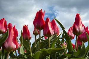 A bunch of red tulips rising up to the blue sky after a rain A bunch of red tulips rising up to the blue sky after a rain