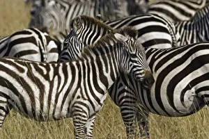 Black And White Striped Animal Prints: Burchellis Zebra